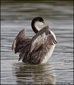 _1SB9924 western grebe
